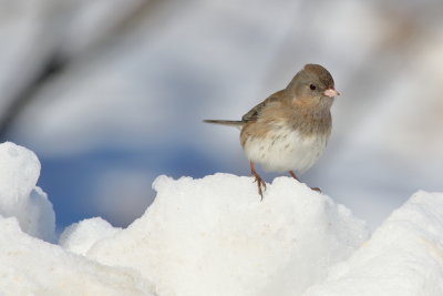 Slate-colored Junco ♀