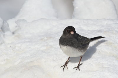 Slate-colored Junco ♂