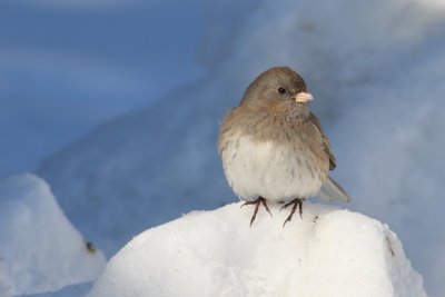 Slate-colored Junco ♀