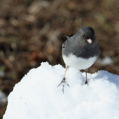Slate-colored Junco ♂