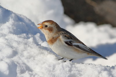 Snow Bunting
