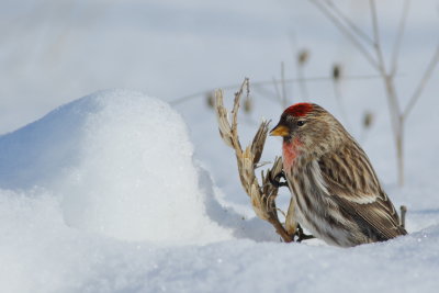 Common Redpoll ♂