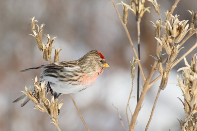 Common Redpoll ♂