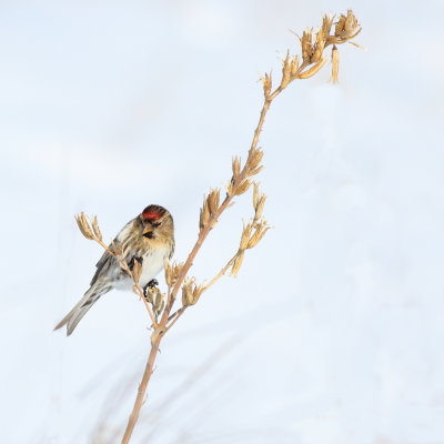 Common Redpoll ♀