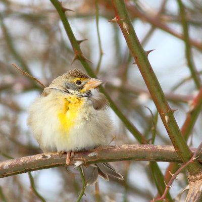 Dickcissel 