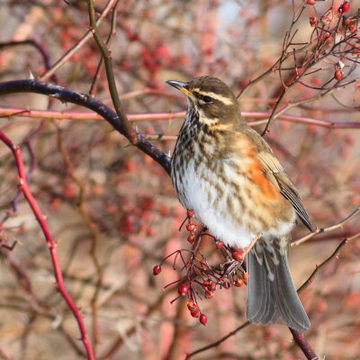 Redwing