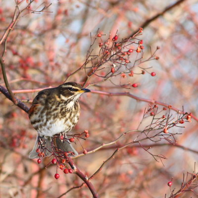 Redwing