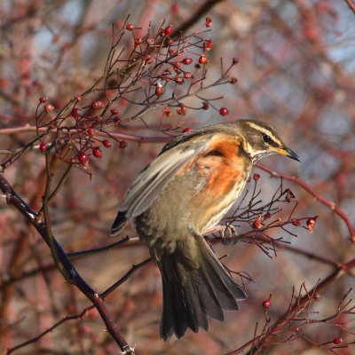 Redwing