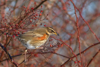 Redwing