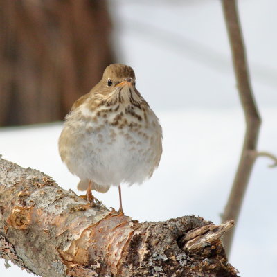 Hermit Thrush