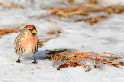 Common Redpoll ♂