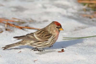 Common Redpoll ♂