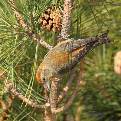 Red Crossbill ♂