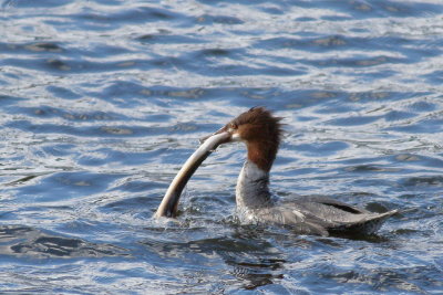Common Merganser ♀