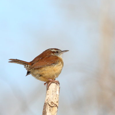 Carolina Wren