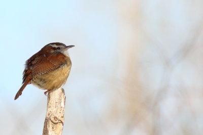 Carolina Wren