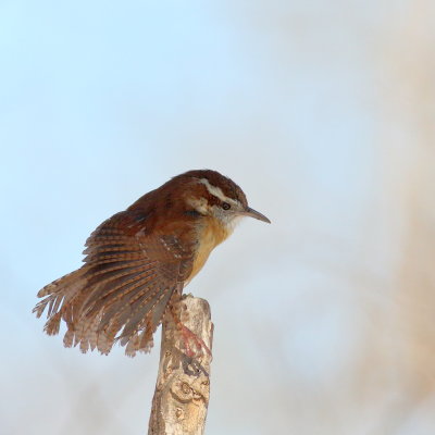 Carolina Wren