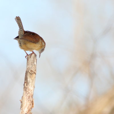 Carolina Wren