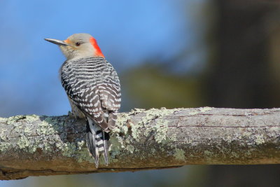 Red-bellied Woodpecker ♀