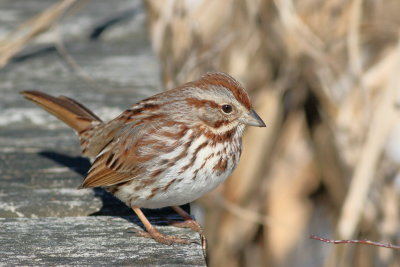 Song Sparrow