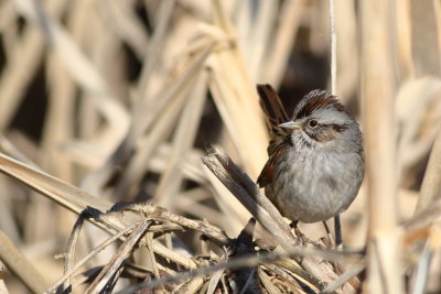 Swamp Sparrow