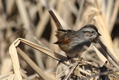 Swamp Sparrow