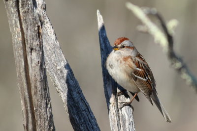 American Tree Sparrow