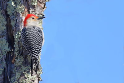 Red-bellied Woodpecker ♂