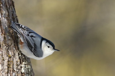 White-breasted Nuthatch