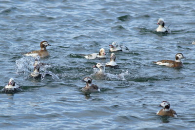 Long-tailed Ducks