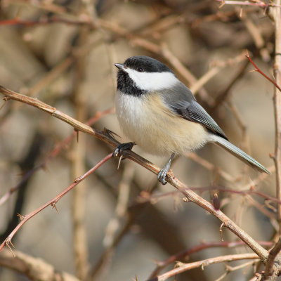 Black-capped Chickadee