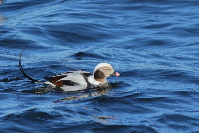 Long-tailed Duck ♂