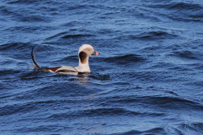 Long-tailed Duck ♂