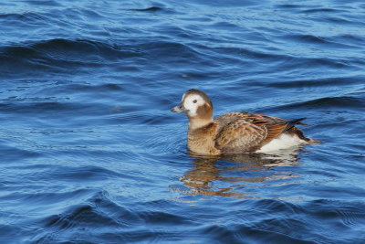 Long-tailed Duck / juvenile