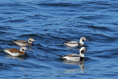 Long-tailed Ducks