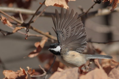 Black-capped Chickadee