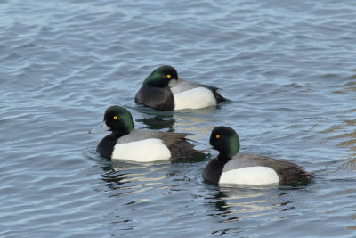 Greater Scaup ♂