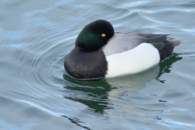 Greater Scaup ♂