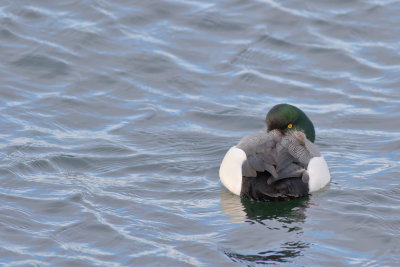 Greater Scaup ♂