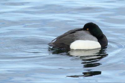 Greater Scaup