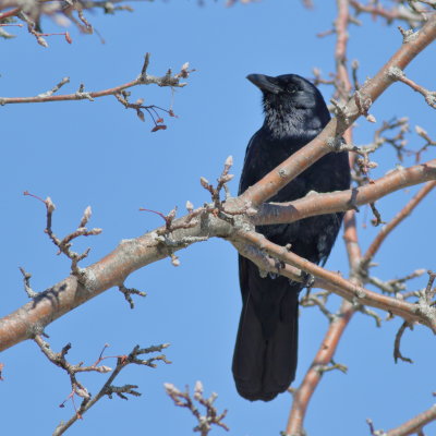 Fish Crow