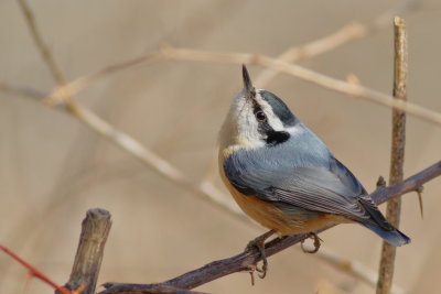 Red-breasted Nuthatch