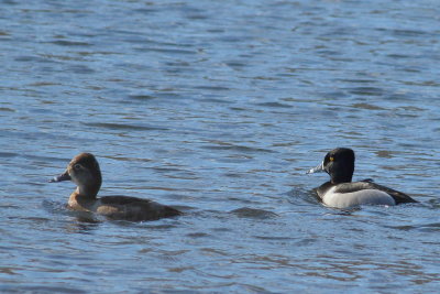 Ring-necked Ducks ♀ & ♂