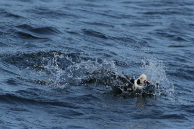 Long-tailed Duck ♂