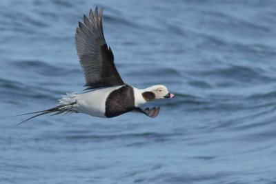 Long-tailed Duck ♂