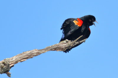 Red-winged Blackbird ♂