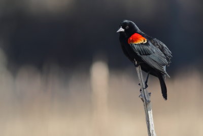 Red-winged Blackbird ♂