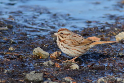 Song Sparrow