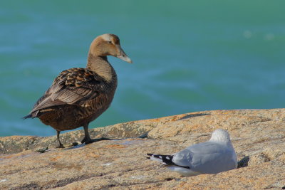 Common Eider ♀