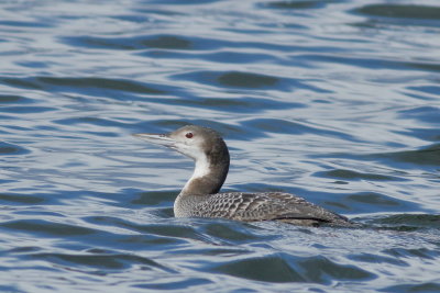 Common Loon